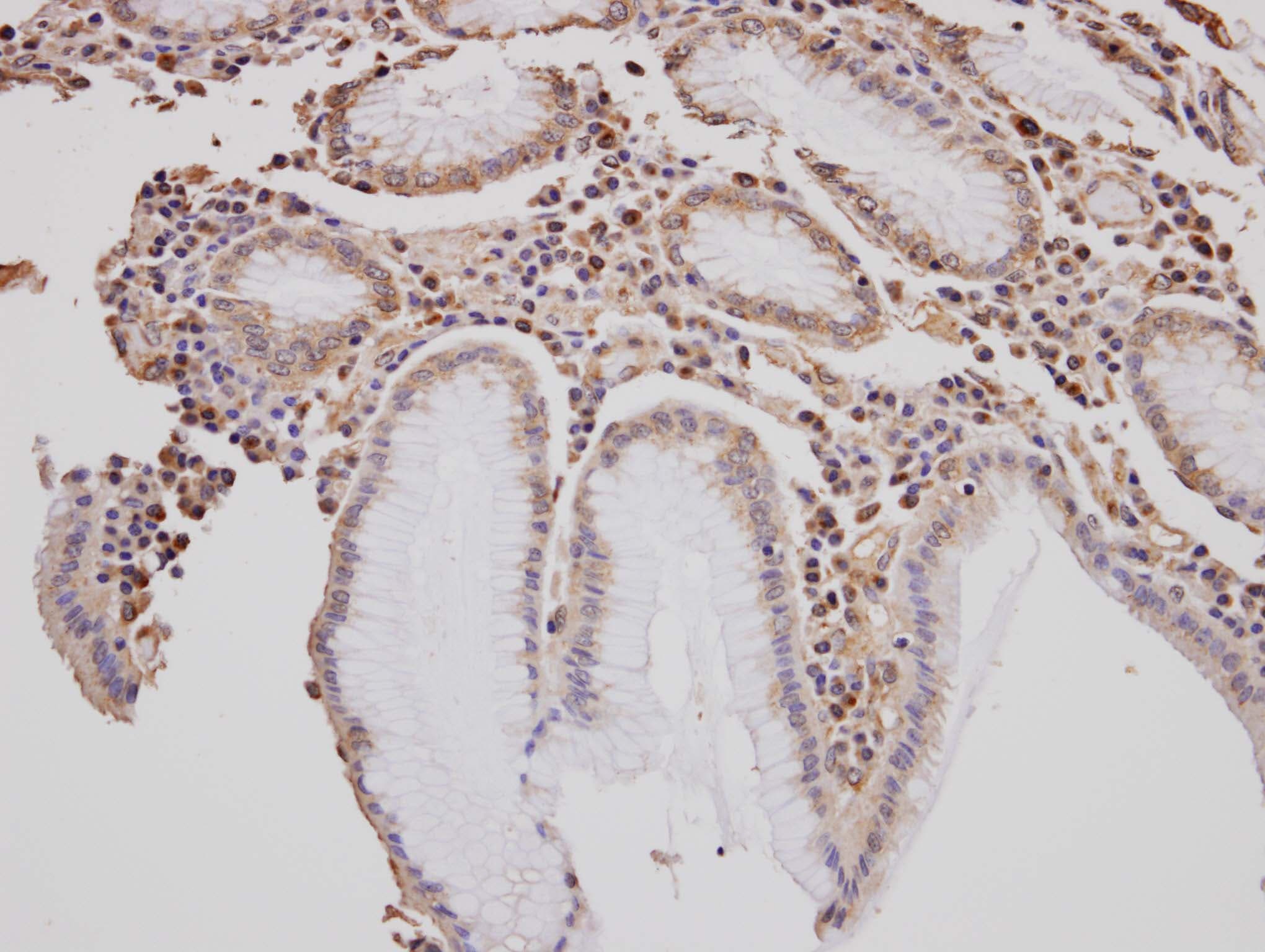 GOLGA3 Antibody (aa1436-1498)