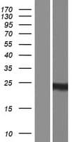 NDUFAF2 / NDUFA12L Protein (Over-Expression Lysate Myc-DDK (Flag))