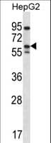 ERRFI1 / RALT Antibody (aa257-286)