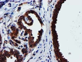 EPN2 Antibody (clone OTI1B4, Carrier-free)