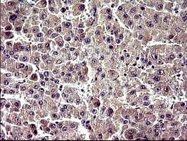 ZNF365 Antibody (aa108-407, clone OTI9H5)
