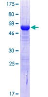 Human CPPED1 Protein (Recombinant GST)