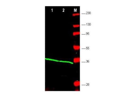 IHC-plus™ PCNA Antibody
