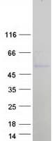 Human BRN3B / POU4F2 Protein (Recombinant Myc-DDK (Flag))