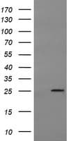 MRPS34 Antibody (clone OTI1H2)