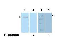 PDCD4 Antibody (phospho-Ser457)