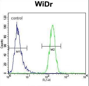 Polyclonal Rabbit anti-Human CRTR1 / TFCP2L1 Antibody (aa222-251, IHC, WB)