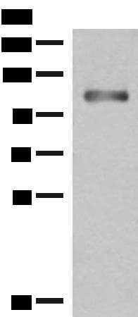 GRIPAP1 / GRASP1 Antibody