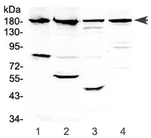 ERBB4 / HER4 Antibody