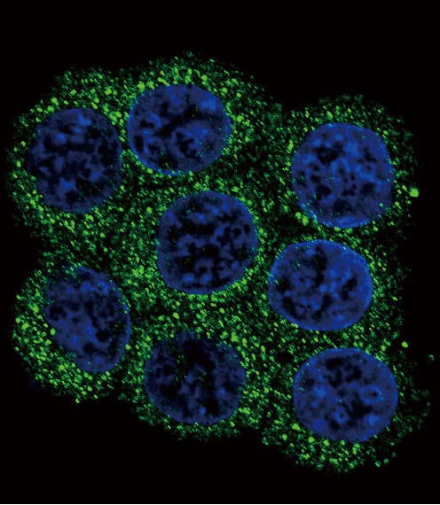 PCSK2 Antibody (aa87-116)
