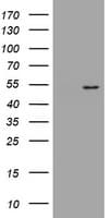DOK7 Antibody (clone OTI2C12)