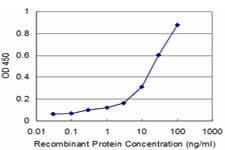 CCNK Antibody (clone S1)