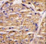 MIPEP Antibody (aa180-209)