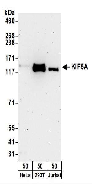 Polyclonal Rabbit anti-Human Kinesin 5A / KIF5A Antibody (aa982-1032, WB)