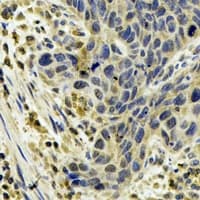 CYP1A1 Antibody