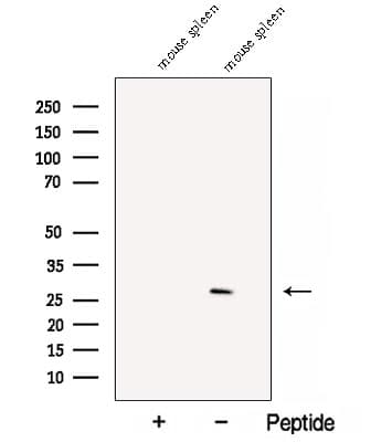 CHTOP / FOP Antibody