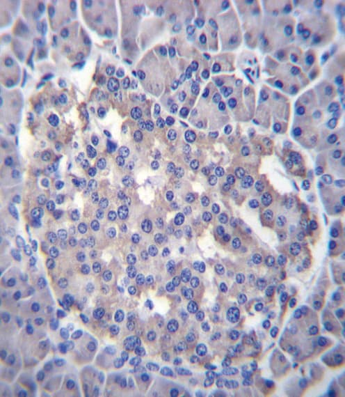 SESN3 Antibody (aa320-347)