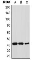 Polyclonal Rabbit anti-Human THPO / TPO / Thrombopoietin Antibody (Internal, WB)