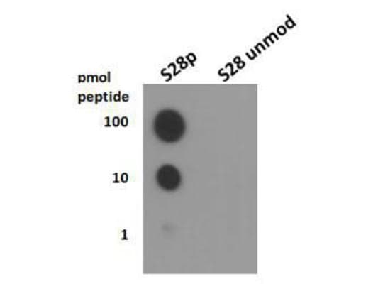 HIST3H3 Antibody (phospho-Ser28)