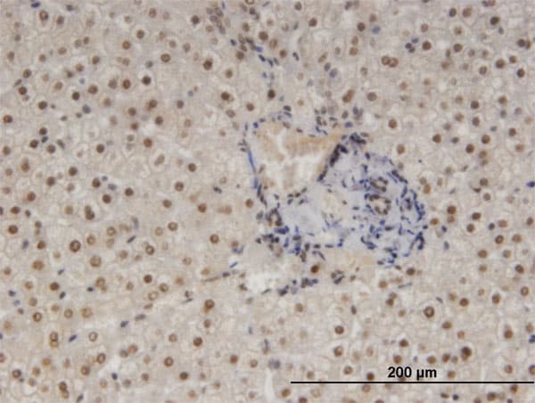 NFIB Antibody (clone 2D6)