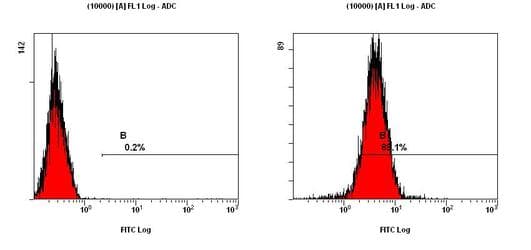NES / Nestin Antibody (aa1464-1614, clone 10C2, Biotin)
