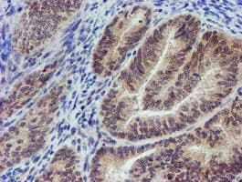 MLF2 Antibody (clone OTI1H2, Carrier-free)