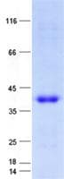 Human DJ858B16.2 / PISD Protein (Recombinant His, N-Terminal)