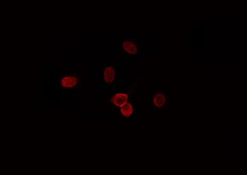 CDK11B / CDC2L1 Antibody