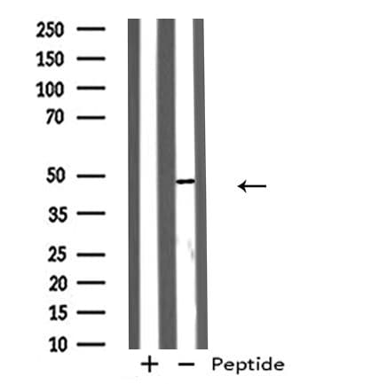 GPR173 / SREB3 Antibody