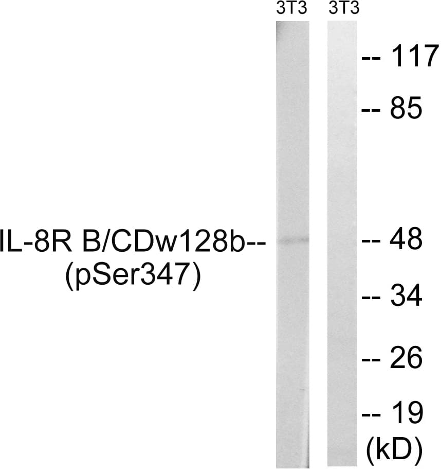 Polyclonal Rabbit anti-Human CXCR2 Antibody (phospho-Ser347, IHC, IF, WB)