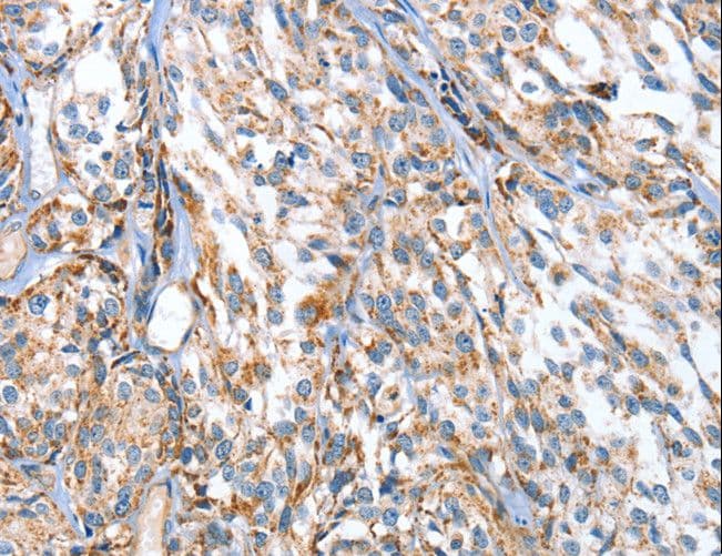 APOBEC3D Antibody