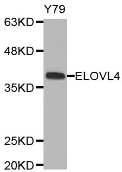 Polyclonal Rabbit anti-Human ELOVL4 Antibody (WB)