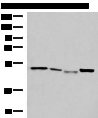 NFS1 Antibody