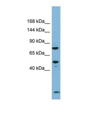 Polyclonal Rabbit anti-Human PDZRN3 Antibody (N-Terminus, WB)