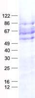Human OASIS / CREB3L1 Protein (Recombinant His, N-Terminal)