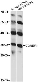 CGREF1 Antibody
