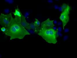 Monoclonal Mouse anti-Human PTPRE / PTP Epsilon Antibody (clone OTI4B2, IHC, IF, WB)