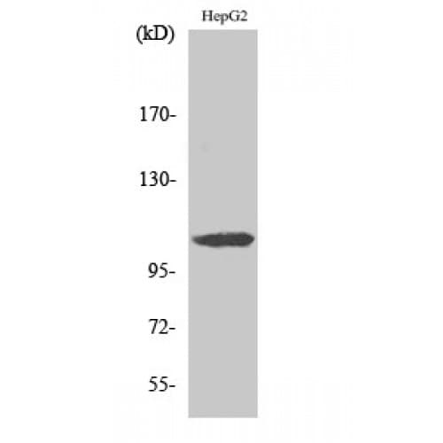 ARTS1 / ERAP1 Antibody (410-490 aa, Internal)