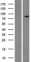 RHOT1 Protein (Over-Expression Lysate Myc-DDK (Flag))