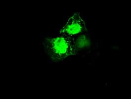MRI1 Antibody (clone OTI9H7, Carrier-free)