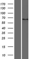 DYTN Protein (Over-Expression Lysate Myc-DDK (Flag))