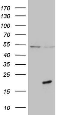 PRELID2 Antibody (clone OTI2F6)