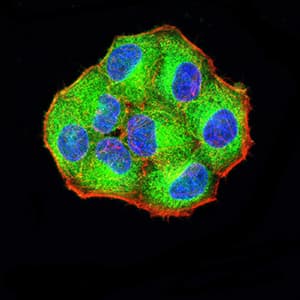 PCDH9 Antibody (clone 7G3A2)