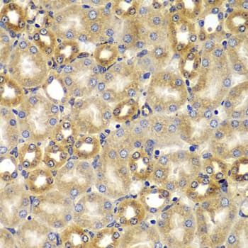 SMAD9 Antibody