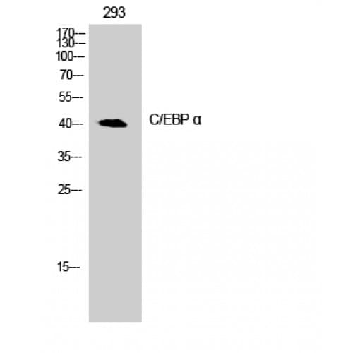 C/EBP Alpha / CEBPA Antibody (1-80 aa)