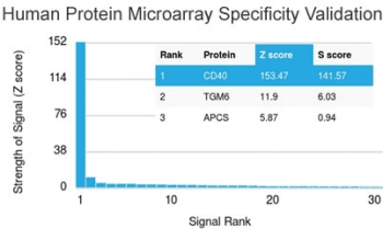 CD40 Antibody (clone C40/2383)