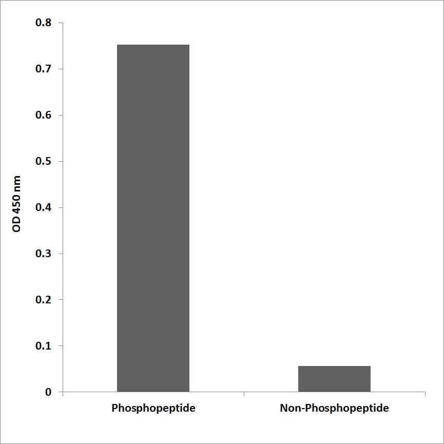 Polyclonal Rabbit anti-Human INPP5D / SHIP1 / SHIP Antibody (phospho-Tyr1020, WB)