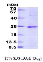 Human JUNDM2 / JDP2 Protein (Recombinant His)