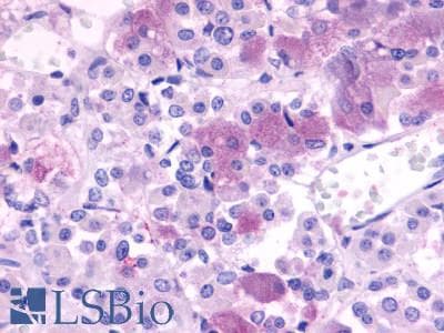 IHC-plus™ NPBWR1 / GPR7 Antibody (Extracellular Domain)
