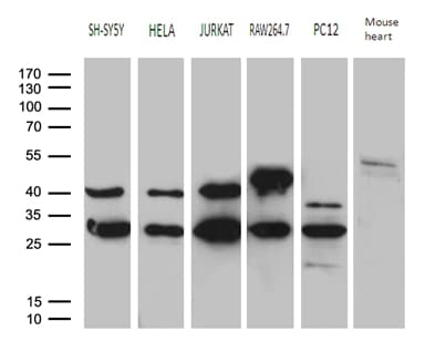 Monoclonal Mouse anti-Human DNAJB6 Antibody (clone OTI2F10, Carrier-free, WB)